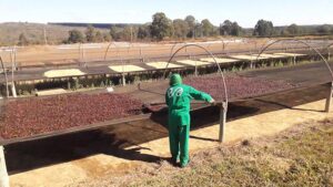 Ecoagrícola Café - Brazil 2023