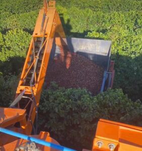 Fazenda Lagoa dos Estulanos - Brazil 2023