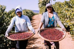 Fazenda Primavera - Brazil 2023 NW