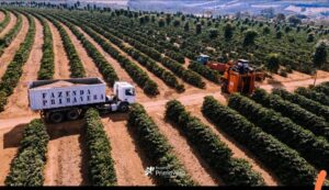 Fazenda Primavera - Brazil 2023 NW