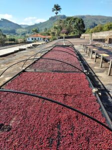 Fazenda Recreio - Brazil 2023