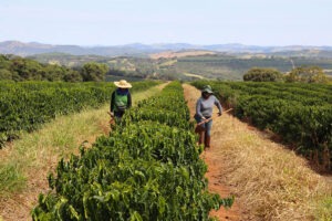 Fazenda Samambaia - NW - Brazil 2023