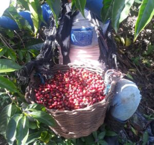 Finca Los Santos eru 2023