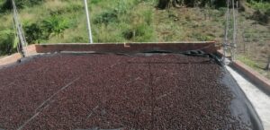 16 - Finca Montalvan - Perú 2023