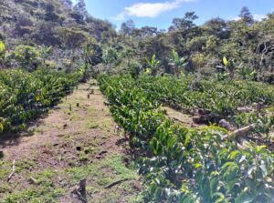 16 - Finca Montalvan - Perú 2023