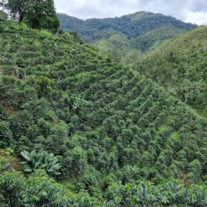 NW - La Lucuma - Perú 2023