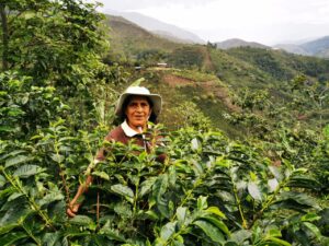NW - La Lucuma - Perú 2023