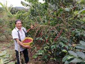 Lu Lucuma Farm - Peru 2023