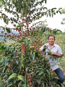 Lu Lucuma Farm - Peru 2023