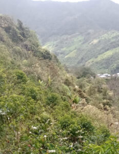 Alto Mirador Farm - Peru 2023
