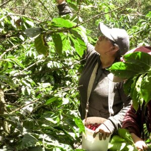 Café Johann - Ecuador 2023