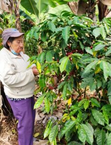 Cafetalera Angelita - Ecuador 2023