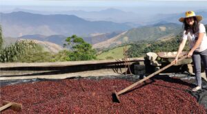 Cafetalera Angelita - Ecuador 2023