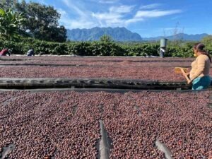 COE Mexico 2024 - Natural - Jesús Carlos Cadena Valdivia - Finca Pocitos