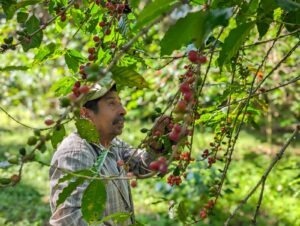 COE Mexico 2024 - Natural - Alejandra Martínez Gama Fernández - Finca Trebolillos