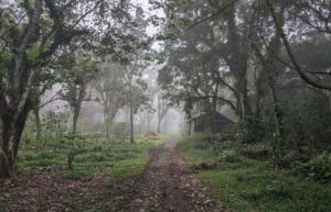 COE Mexico 2024 - Natural - Alejandra Martínez Gama Fernández - Finca Trebolillos