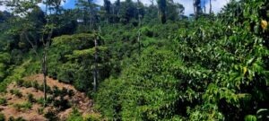 COE Nicaragua 2024 - COFFEE LIBRE