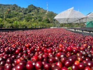 COE El Salvador 2024 - FINCA VOO