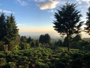 COE El Salvador 2024 - VOLCAN AZUL HACIENDA COLIMA