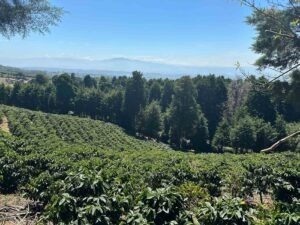 COE El Salvador 2024 - VOLCAN AZUL HACIENDA COLIMA