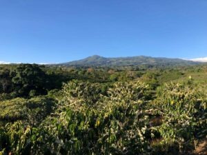 COE El Salvador 2024 - VOLCAN AZUL HACIENDA COLIMA