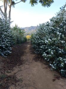 COE El Salvador 2024 - FINCA SAN MARTIN