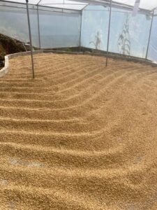 COE El Salvador 2024 - FINCA SAN MARTIN