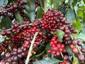 Cup Of Excellence Guatemala 2024 - Las Macadamias