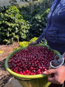 Cup Of Excellence Guatemala 2024 - Las Macadamias