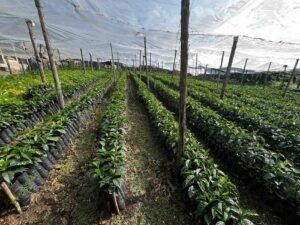 Cup Of Excellence Guatemala 2024 - Las Macadamias