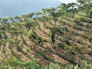 Cup Of Excellence Guatemala 2024 - El Eden