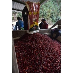 Cup Of Excellence Guatemala 2024 - El Socorro