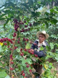 Cup Of Excellence Guatemala 2024 - Montaña Helada