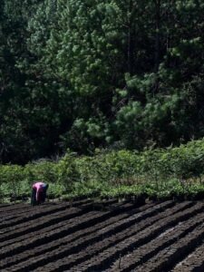 Cup Of Excellence Guatemala 2024 - Santa Isabel