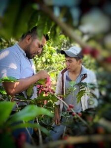 Cup Of Excellence Guatemala 2024 - OAK Cooperativa Agrícola Integral Chicoj