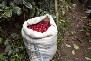 Cup Of Excellence Guatemala 2024 - OAK La Bolsa