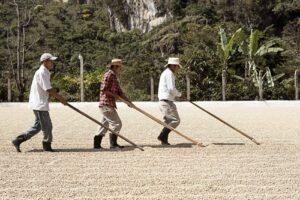 Cup Of Excellence Guatemala 2024 - OAK La Bolsa