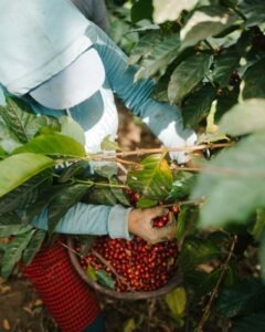 Cup Of Excellence Guatemala 2024 - OAK La Tacita