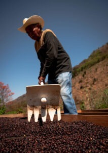 Cup Of Excellence Guatemala 2024 - OAK Calahute Alto