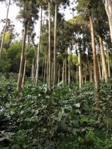 Cup Of Excellence Taiwan 2024 - 17 裸咖啡有機莊園 NUDE Organic Coffee Estate