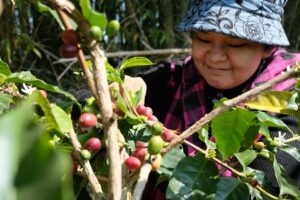 Cup Of Excellence Taiwan 2024 - 18 牛磨角庄園 Gû Buâ Kak Estate