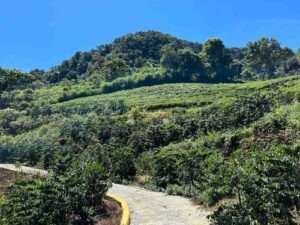 Cup Of Excellence Taiwan 2024 - 2. 向陽台灣咖啡 Sunlit Taiwan Coffee Farm-2