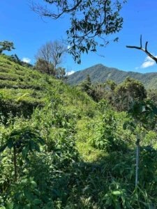 Cup Of Excellence Taiwan 2024 - 2. 向陽台灣咖啡 Sunlit Taiwan Coffee Farm-2