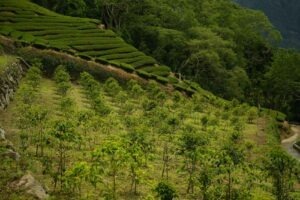 Cup Of Excellence Taiwan 2024 - 20 Liang Xuan Coffee Farm