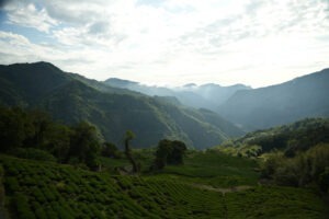 Cup Of Excellence Taiwan 2024 - 5 Yangui Coffee Farm-2