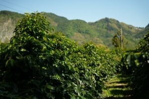 Cup Of Excellence Taiwan 2024 - 5 Yangui Coffee Farm-2