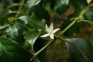 Cup Of Excellence Taiwan 2024 - 8 Chi Tsai Liu Li Ecological Farm