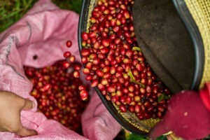 Cup Of Excellence Taiwan 2024 - 9 Zhuo Wu Mountain Coffee Farm