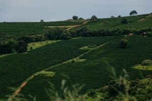 Cup Of Excellence Brrazil 2024 - National Winner 1 - FAZENDA VERTENTES - PEDRO GABARRA TAVARES REIS TEIXEIRA