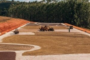 Cup Of Excellence Brrazil 2024 - National Winner 1 - FAZENDA VERTENTES - PEDRO GABARRA TAVARES REIS TEIXEIRA